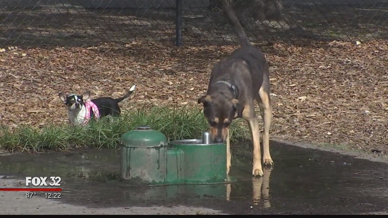 How to properly protect your pets from the elements this summer