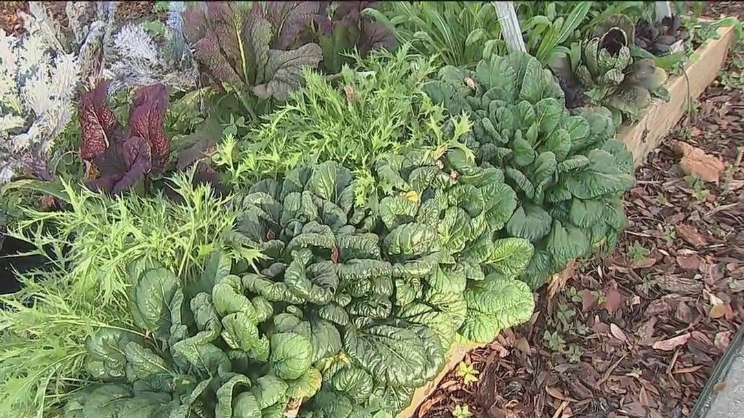 Gardening tip: It?s time to start planning for your spring crops