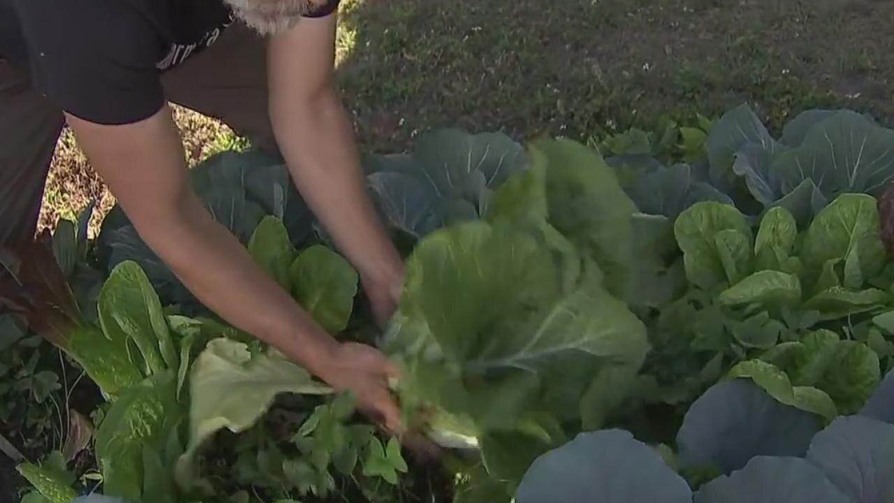 Winter crop harvesting tips