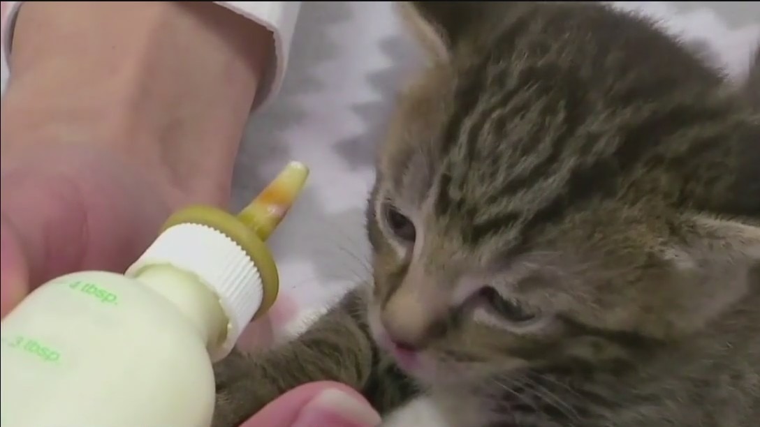 How to help your pet feel more comfortable at vet check-ups