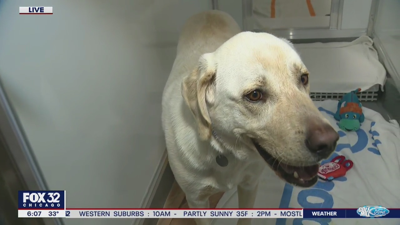 Displaced dogs and cats arrive in Chicago after devastating Nashville tornadoes