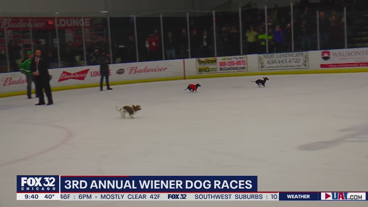 3rd Annual Weiner Dog Derby dashes onto the ice at Fox Valley Ice Arena