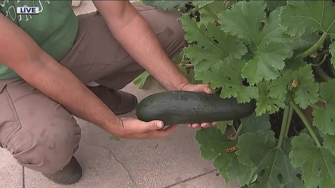 When to harvest what