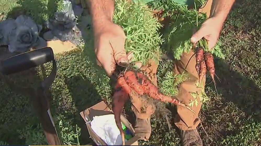 ?Mutant? carrot pulled out of Good Day Garden