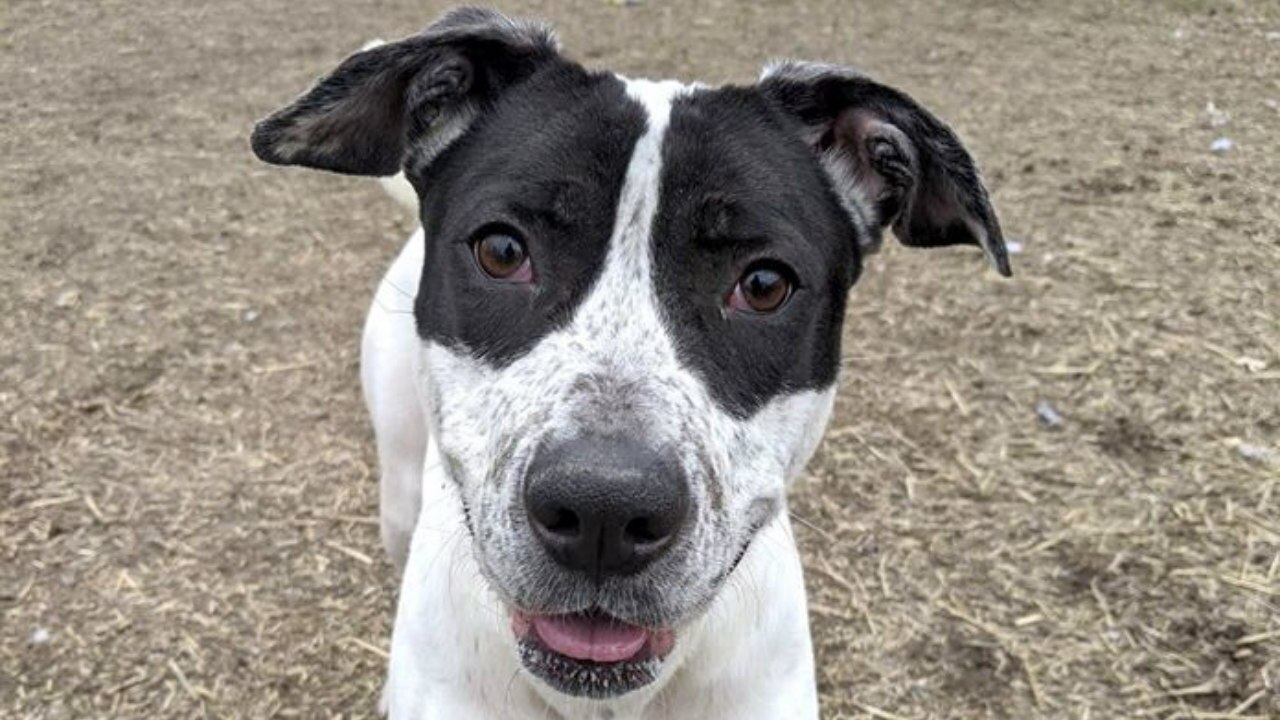 Common household items that can make dogs sick