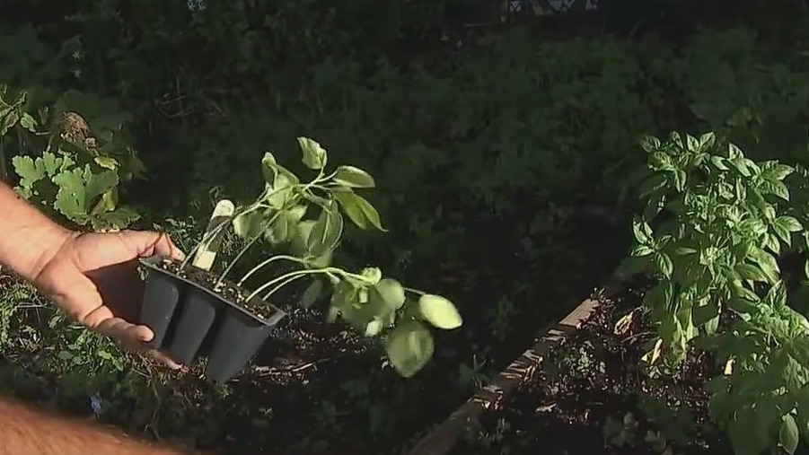 Gardening tip: Start thinking about those fall crops