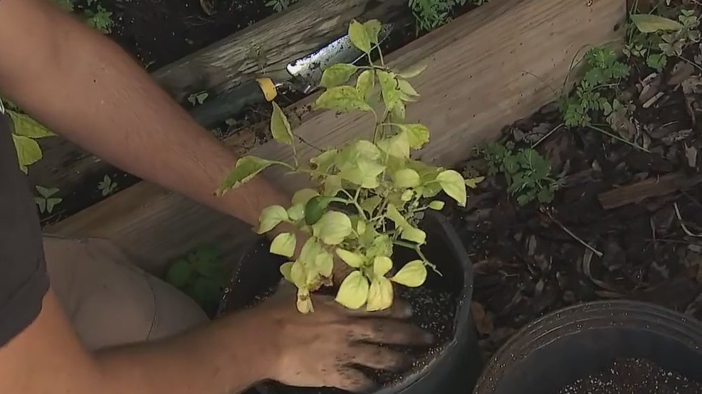 Gardening tips: Growing peppers