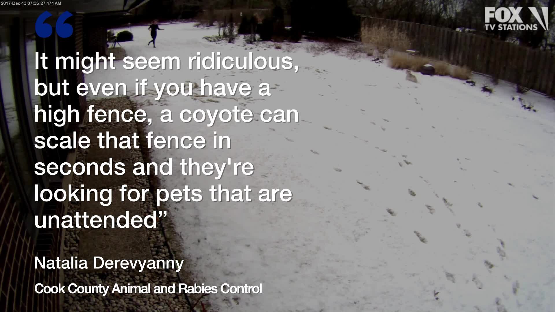 Pet owners urged to keep companions safe from coyotes