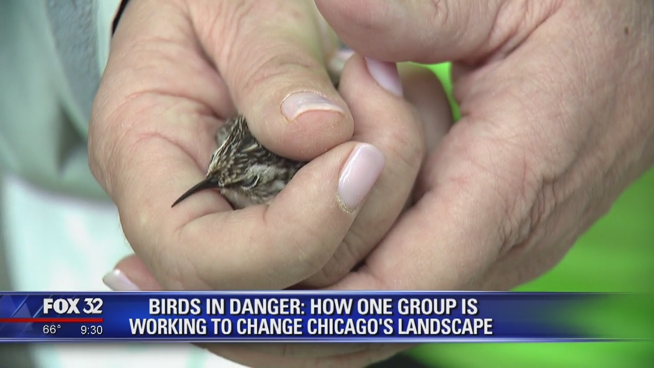 Birds in danger: How one group is working to change Chicago's landscape