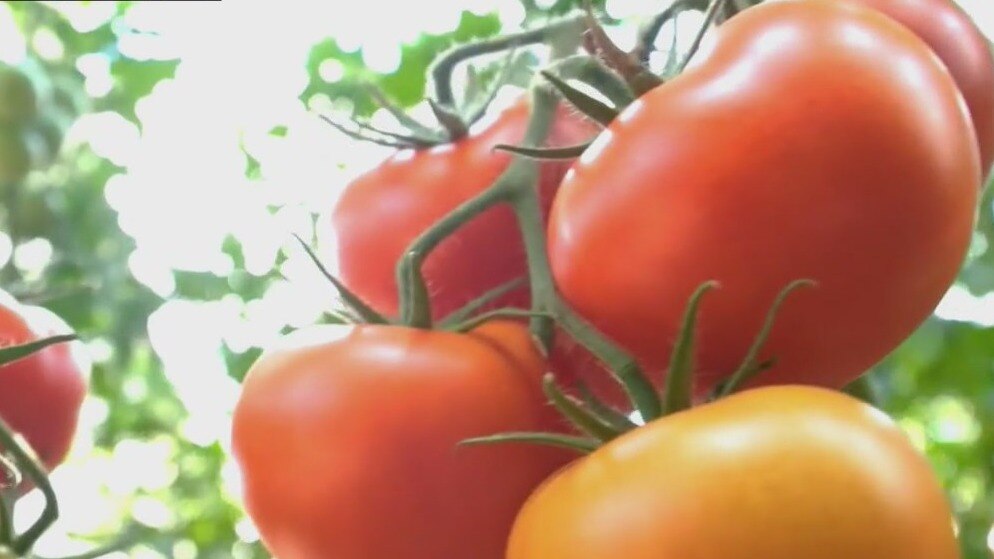 An innovative way to tackle drought by using tomatoes