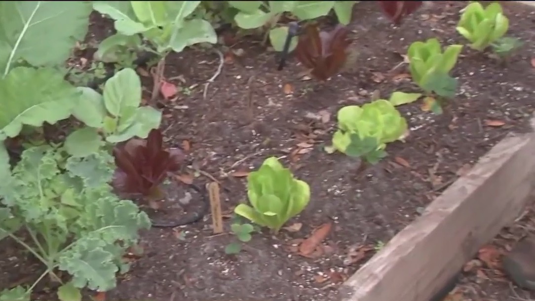 Succession gardening and how to do it