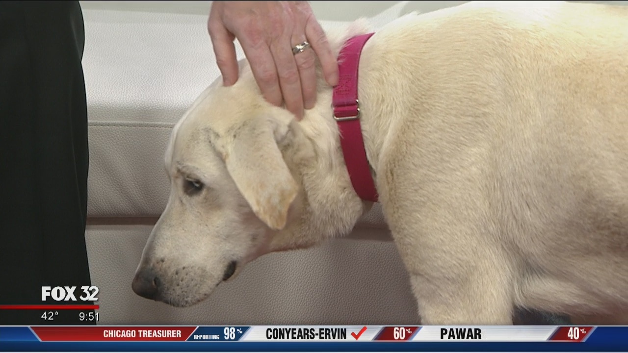Mike's Perfect Pets: Buck