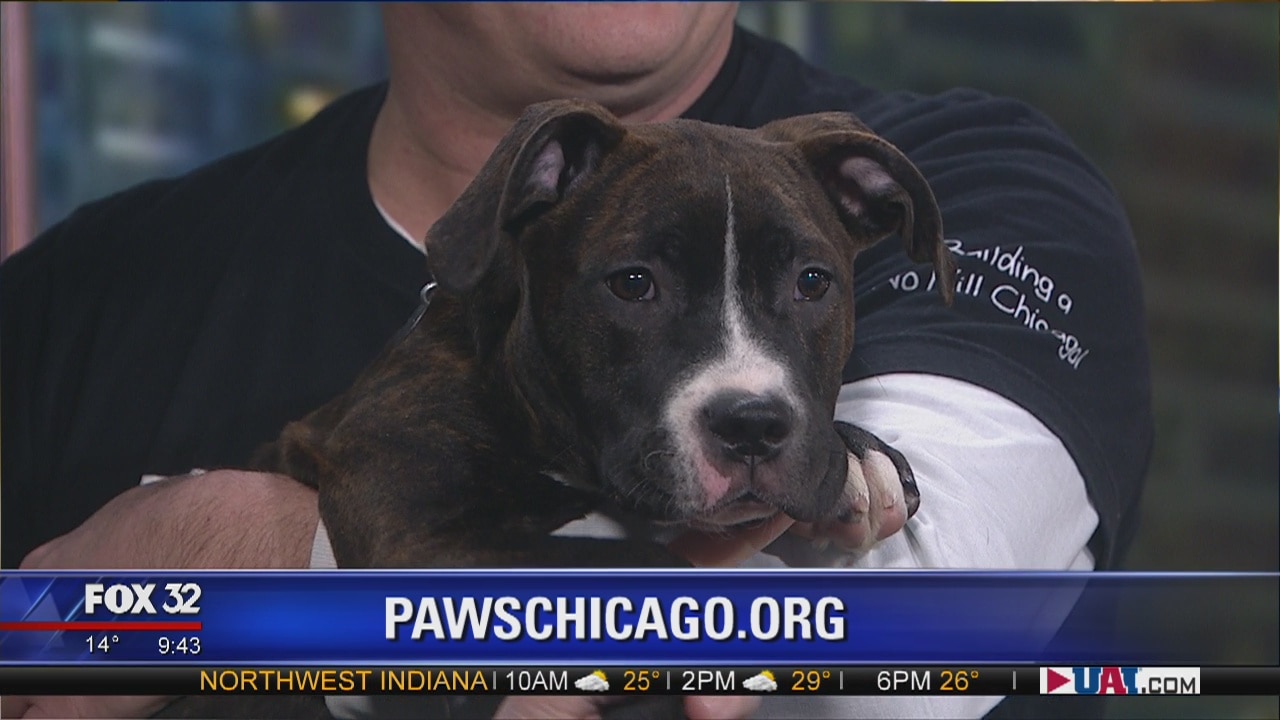 Mike's Perfect Pets: Ty