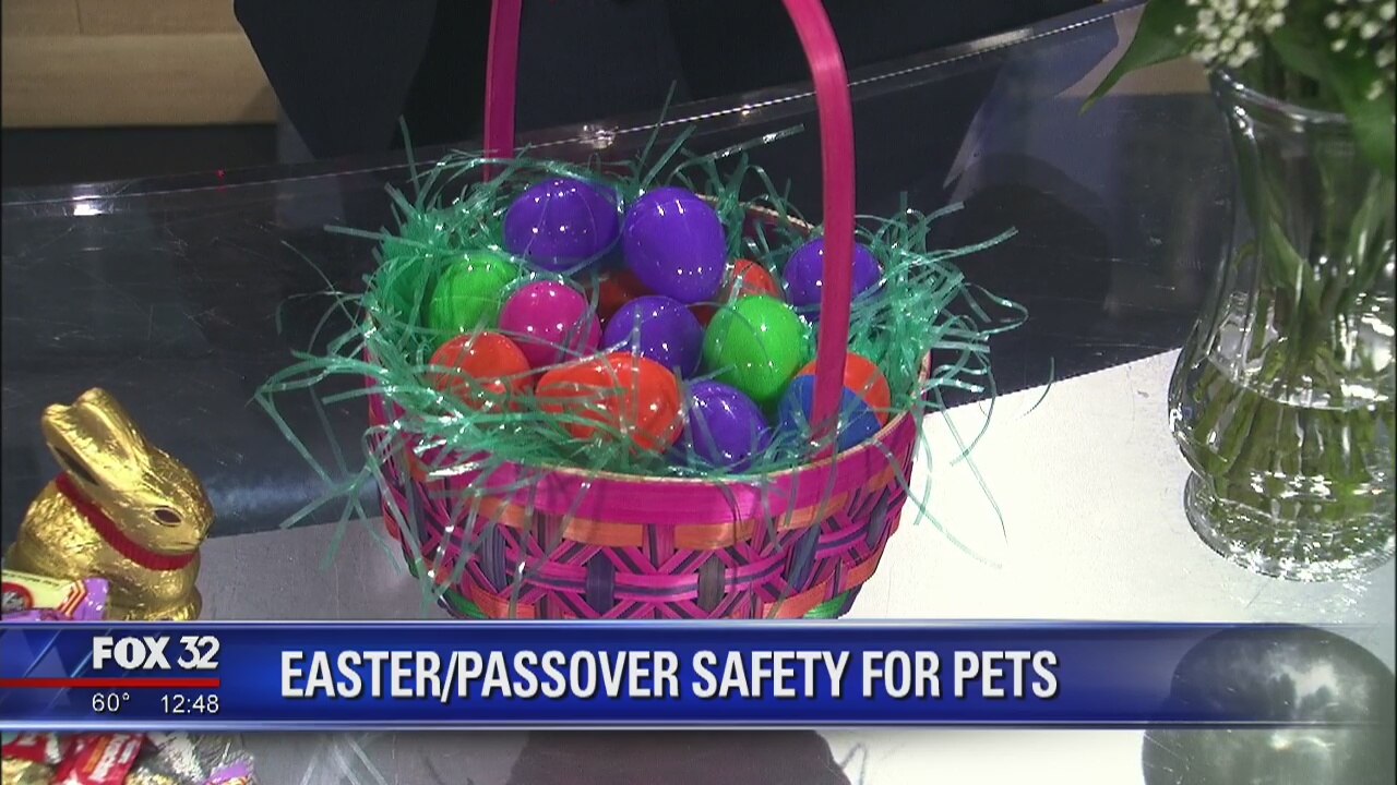 Tips for keeping pets safe this Easter/Passover
