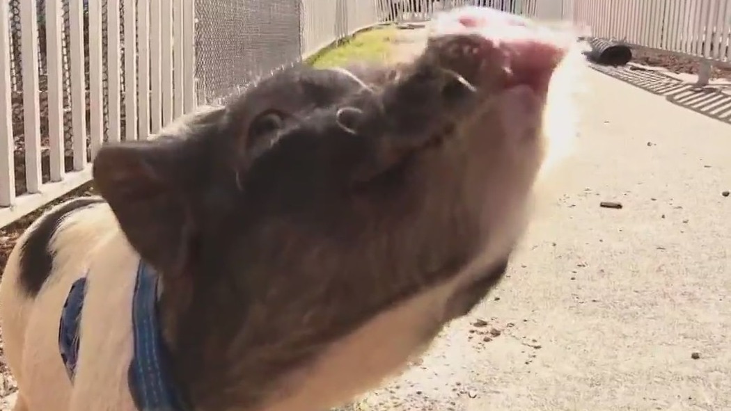 Pigs race at the Florida State Fair