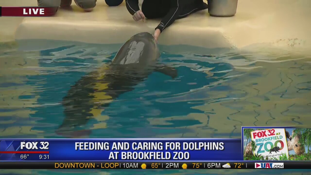 FOX 32 at Brookfield Zoo: Feeding and caring for dolphins
