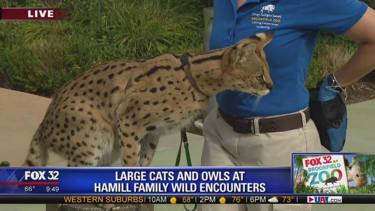FOX 32 at Brookfield Zoo: Large cats and owls at Hamill Family Wild Encounters