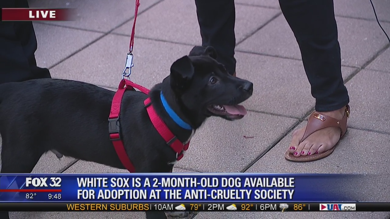 Mike's Perfect Pets: White Sox