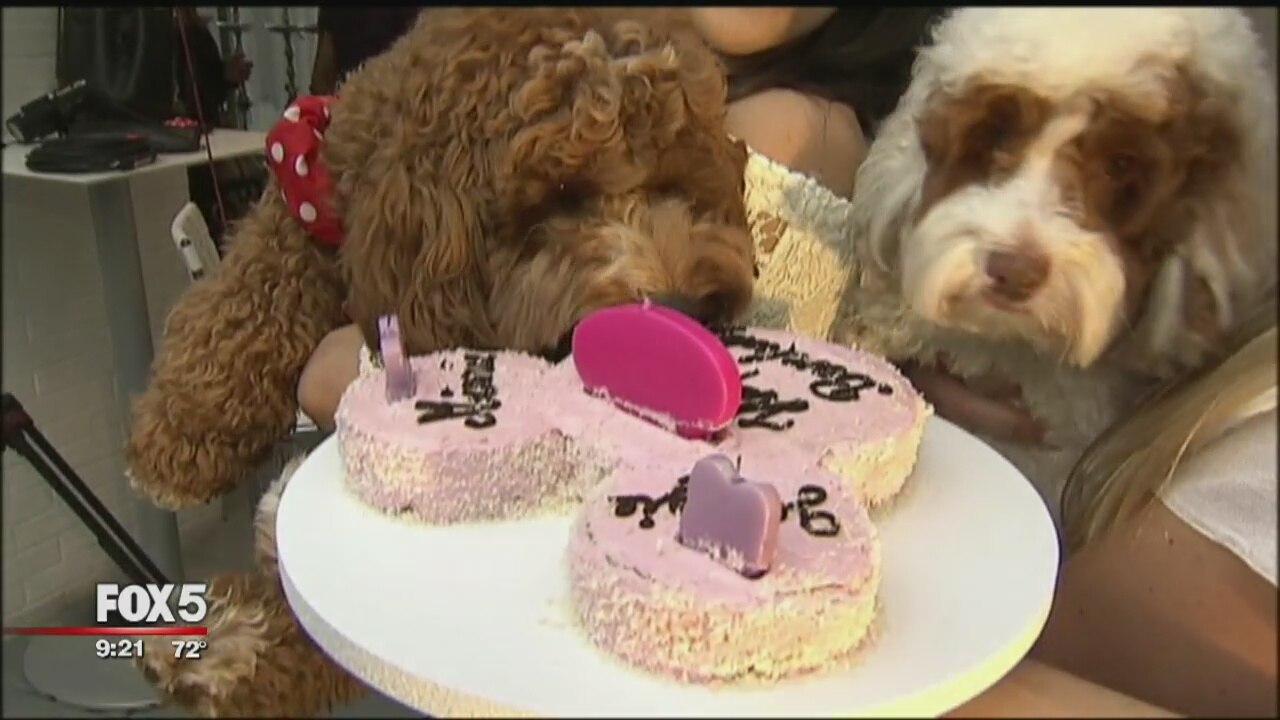Puppy party preview