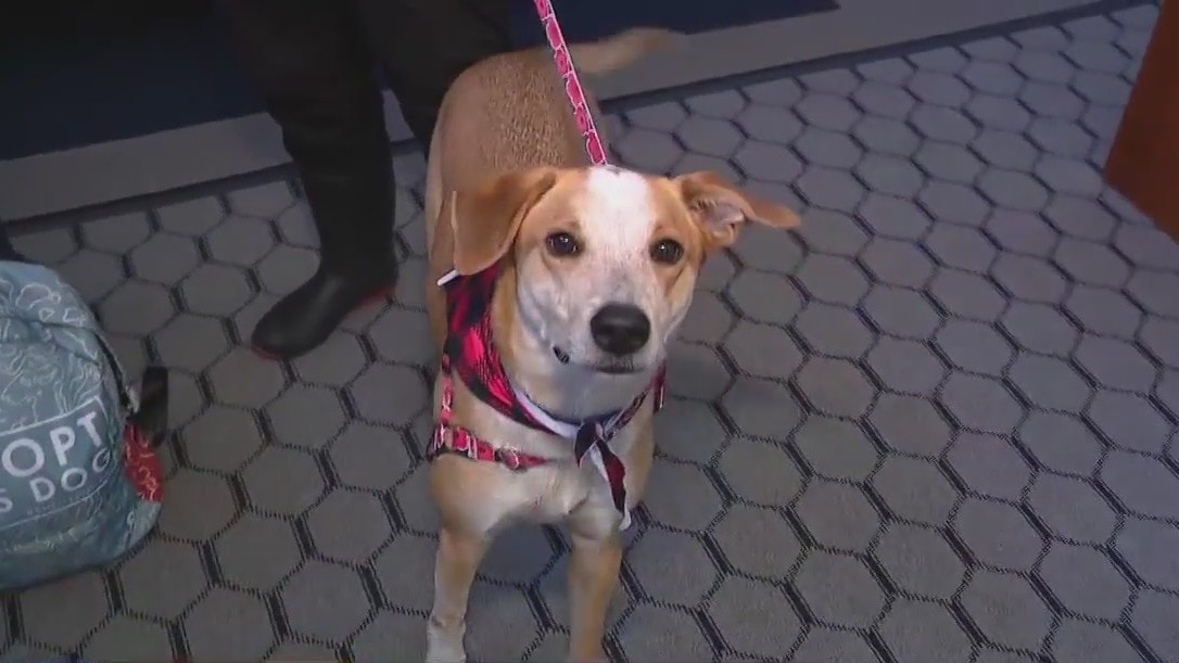 Take a shelter dog for a date