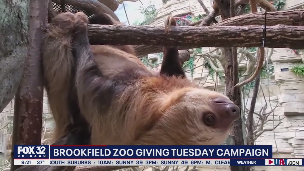 Brookfield Zoo launches campaign to support sloths this Giving Tuesday