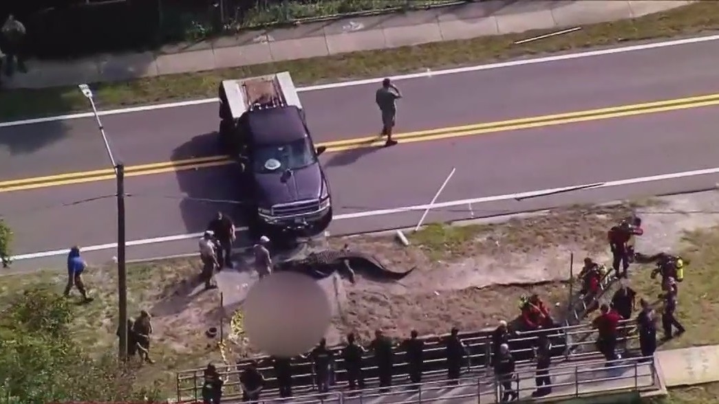 Massive Florida gator involved in death