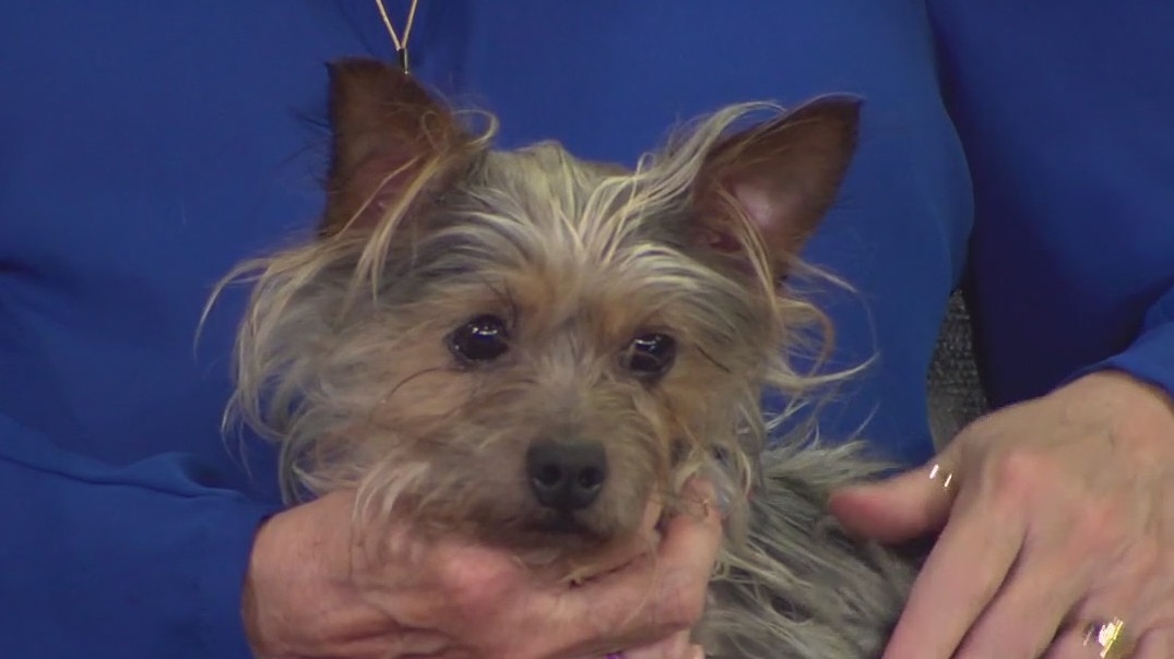 Pet of the Week: Cinnamon