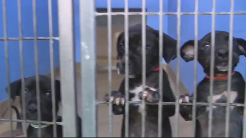 Push to spay, neuter pets due to influx at shelters