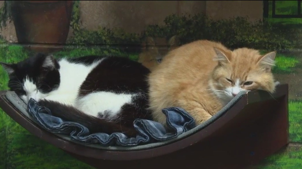 New FL bill aims to create animal abuser database