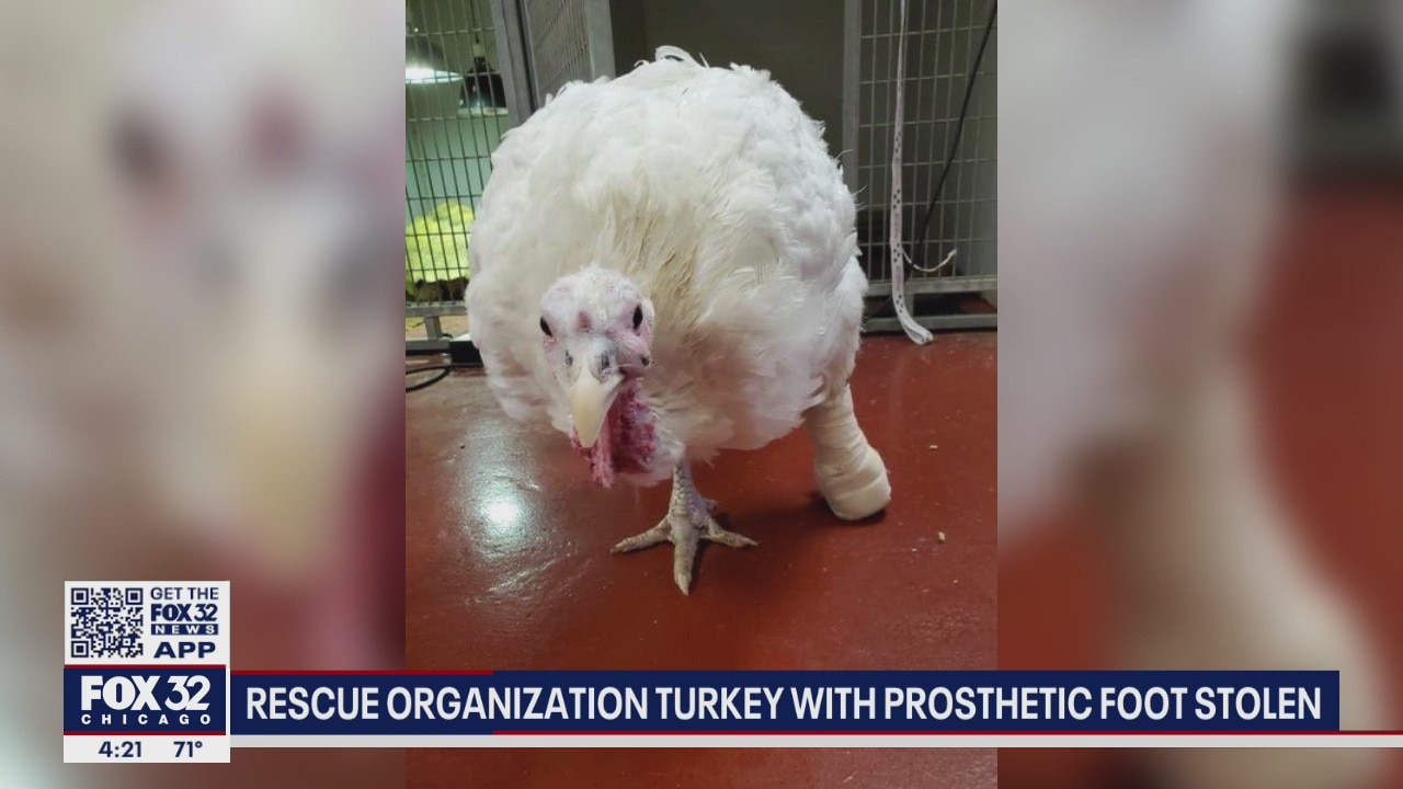 Henrietta the one-legged turkey stolen from Indiana animal rescue