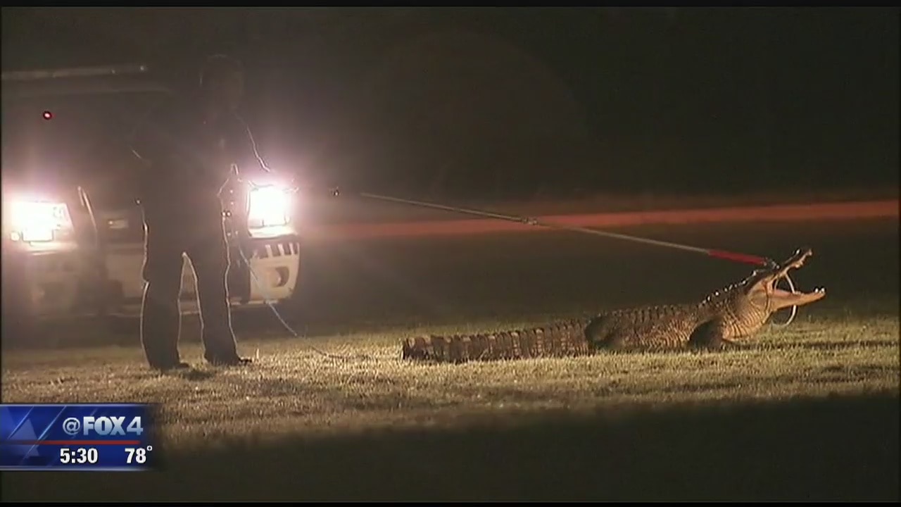 Alligator captured near South Dallas middle school