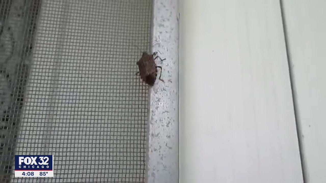 Stink bug season is upon us