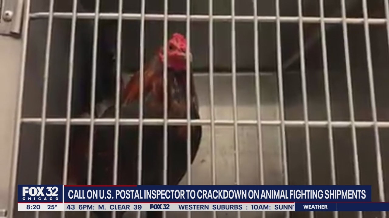 Rep. Quigley leads the charge to stop the illegal shipment of cockfighting birds across the US