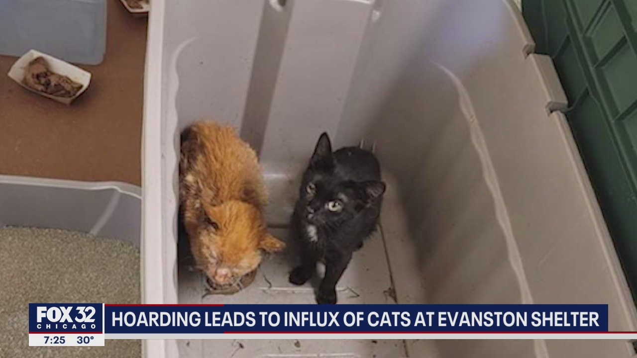 Over 40 cats in Evanston need a home