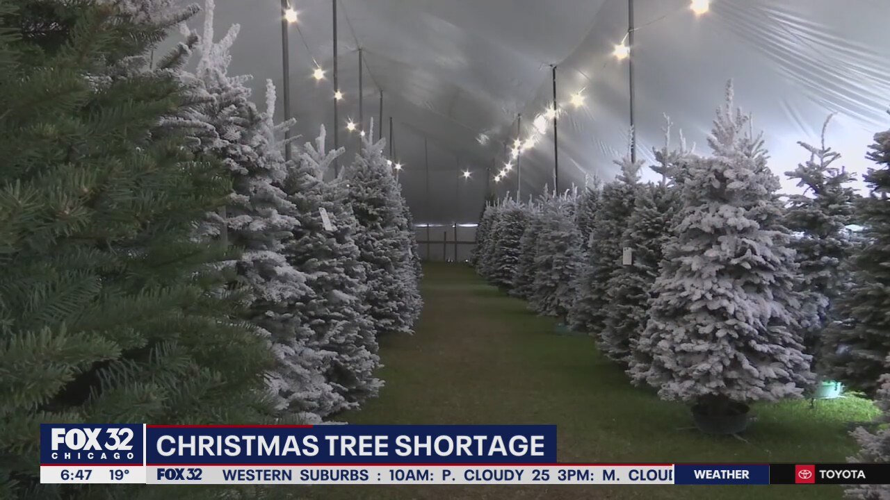 Christmas tree shortage leads to higher prices