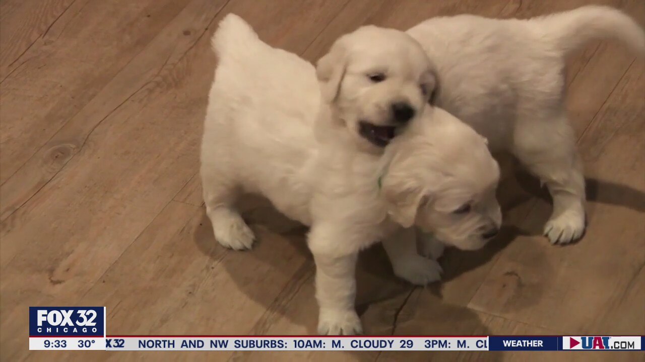 Common pet hazards to be mindful of in the New Year
