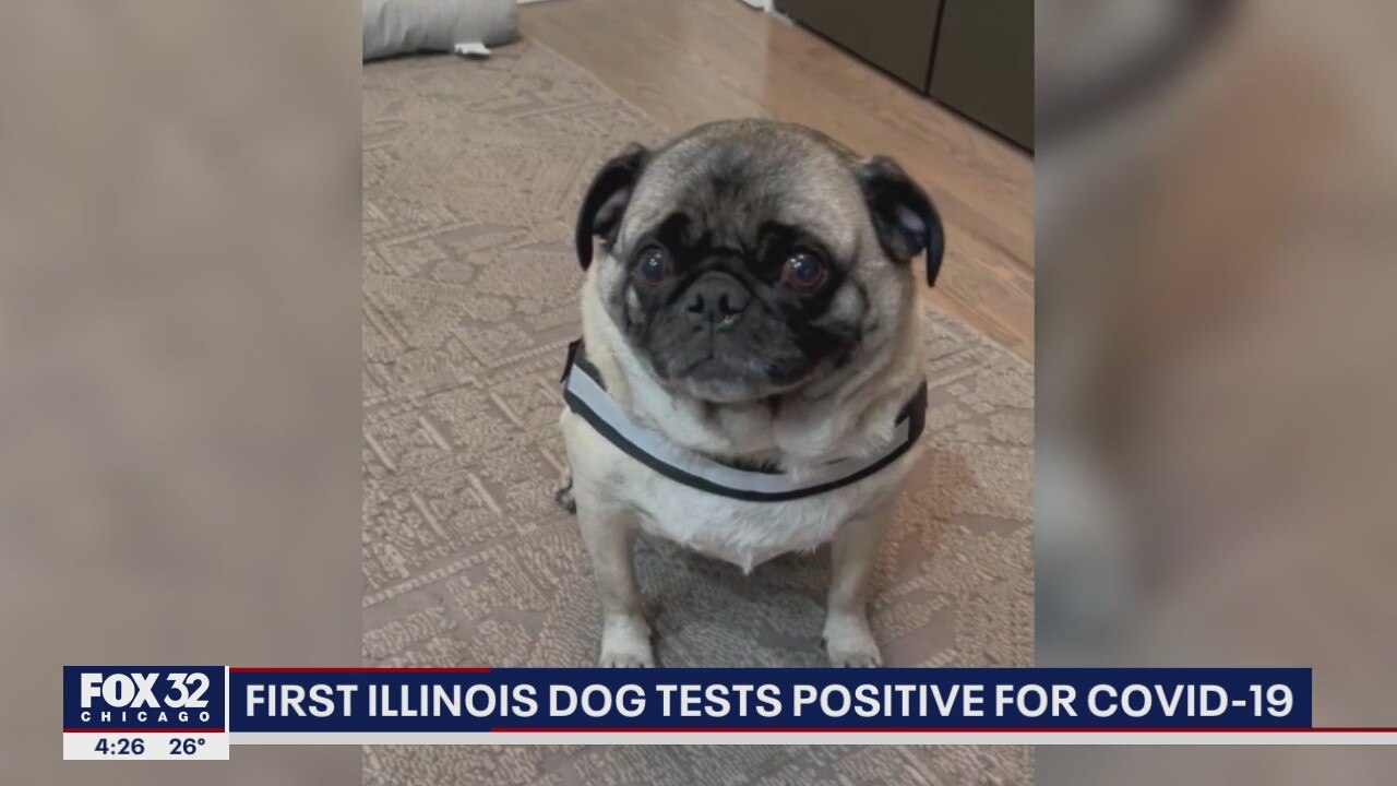 Chicago dog tests positive for COVID; first confirmed dog case in Illinois