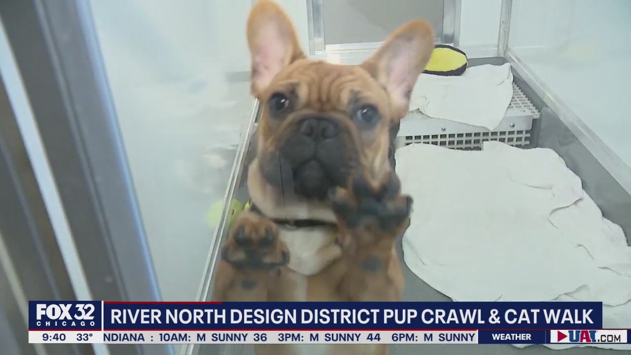 River North Design District raises money for homeless pets with 'Pup Crawl & Cat Walk'