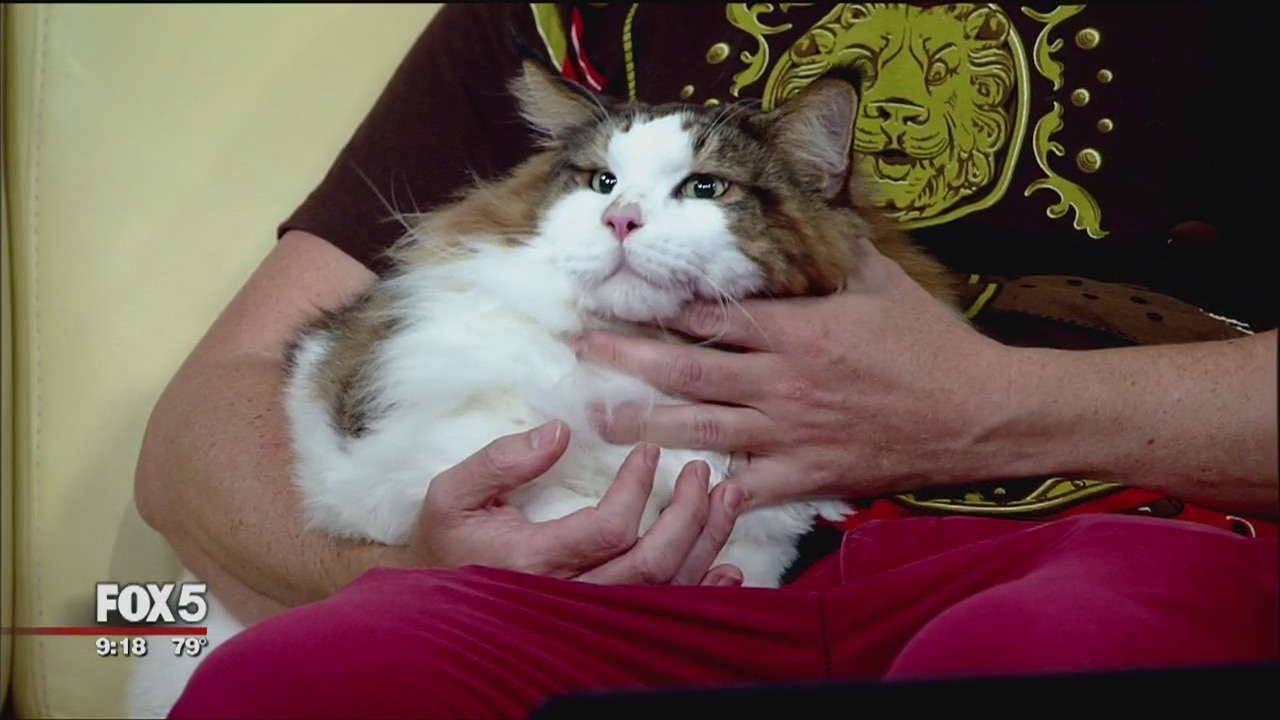 28 pound cat becomes star