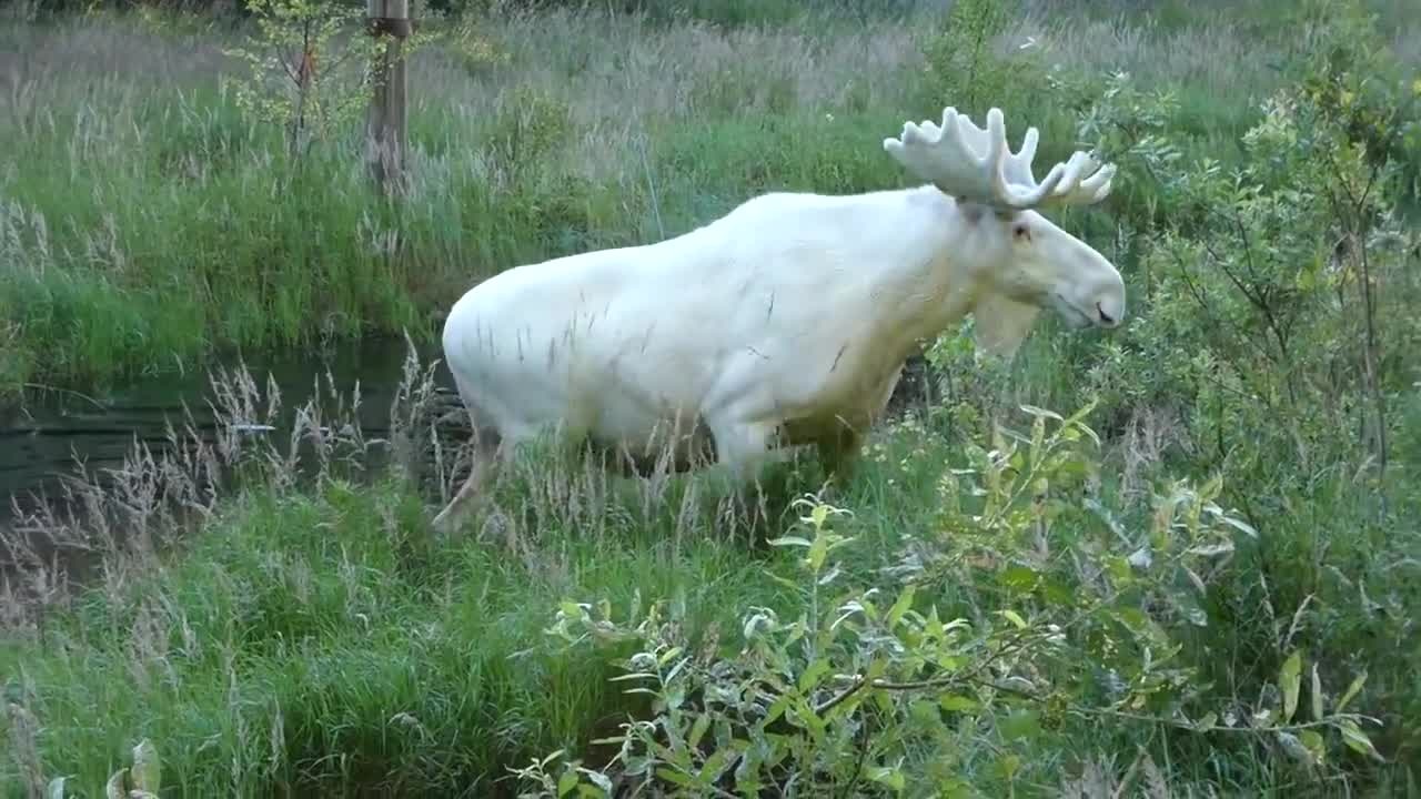 Rare white moose takes a dip in Swedish lake