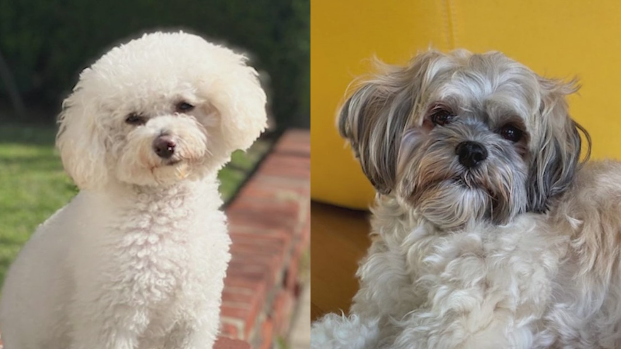 Chicago woman offers $5K reward after dogs, car stolen