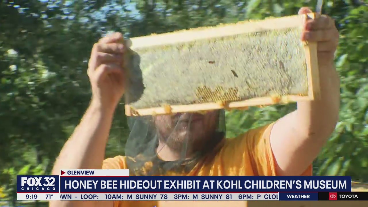 The buzz on the new bee exhibit at Kohl Children's Museum