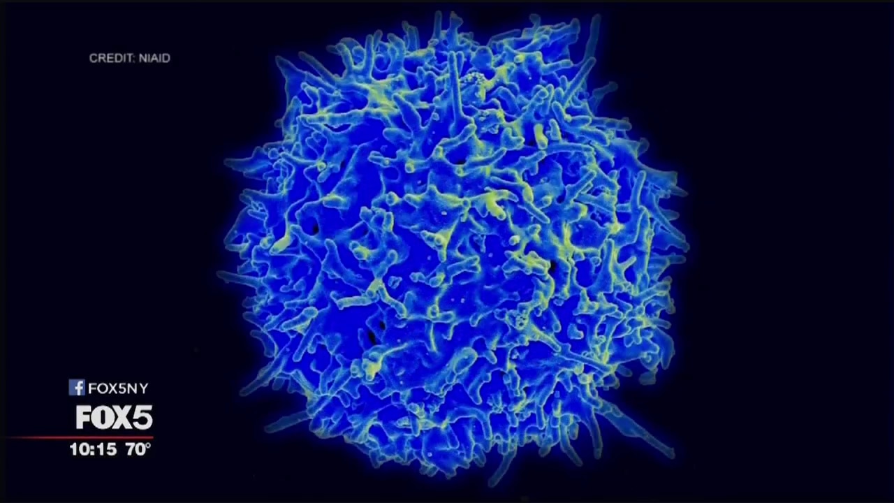 The Big Idea: Treating cancer with immunotherapy