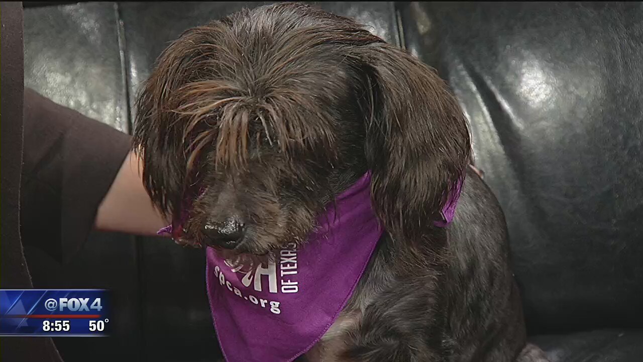 Dog of the Day: London