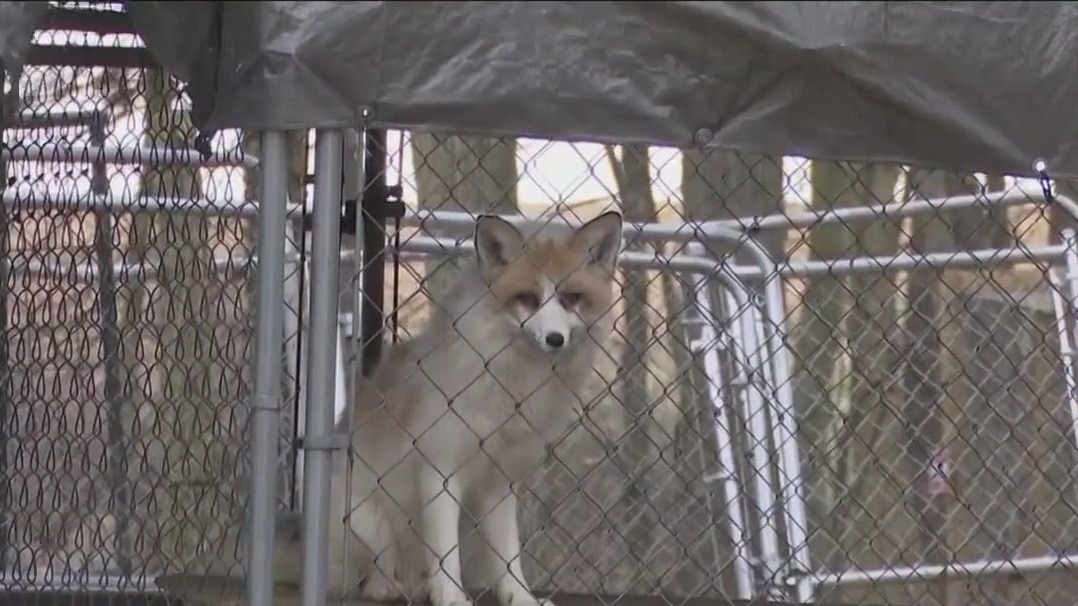 Ohio train derailment: Animals near crash site getting sick