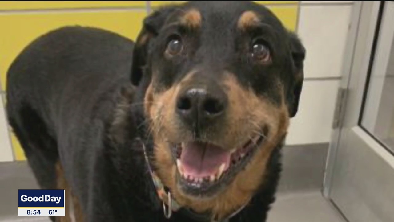 Dog of the Day: Nala Bear