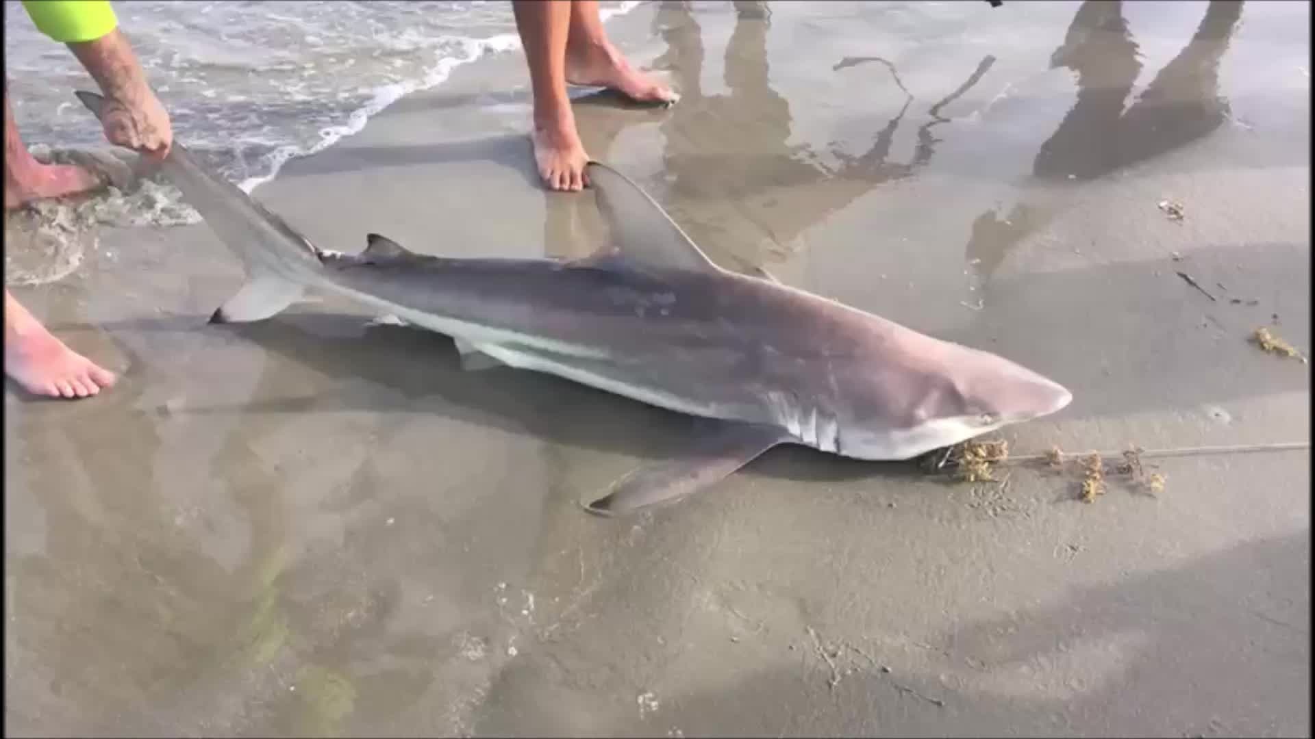 Black Tip sharks caught on Galveston's Sunny Beach