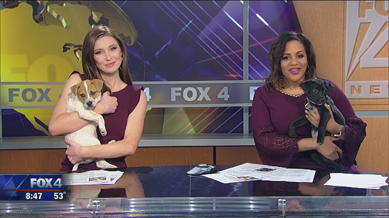 Guinevere and Wanda are looking for a forever home