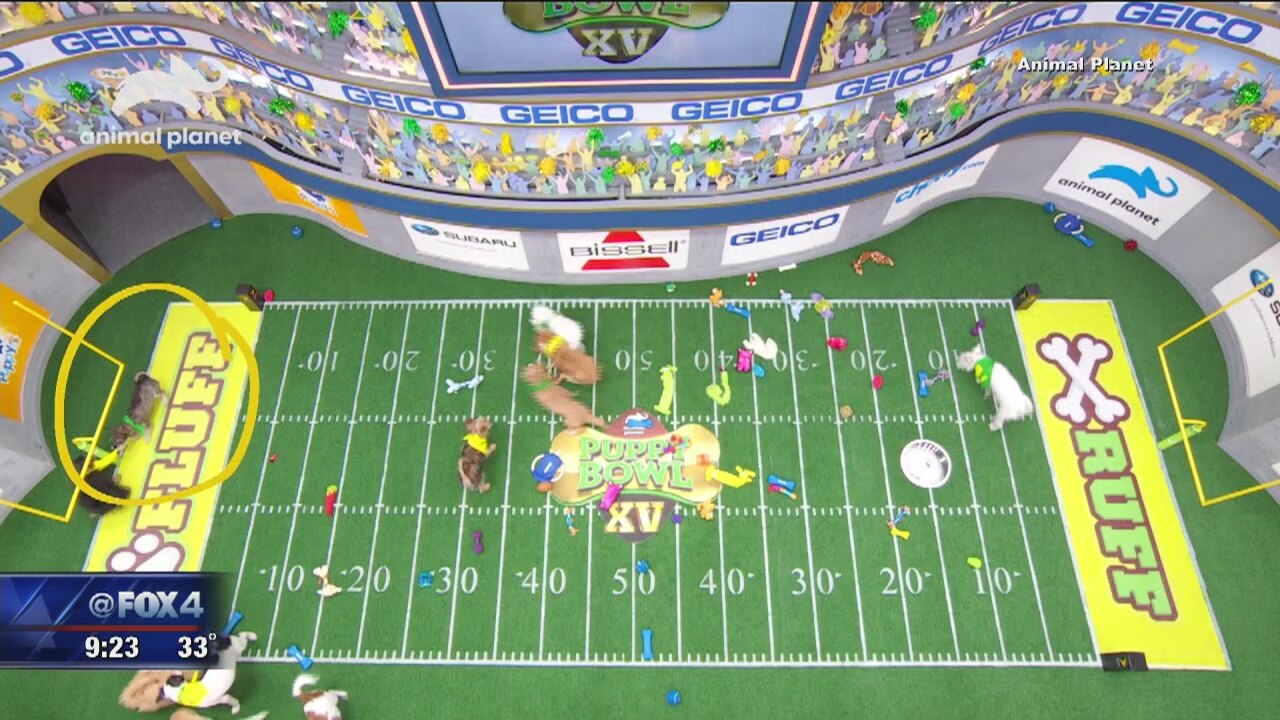 Annual Puppy Bowl features two shelter dogs from Dallas