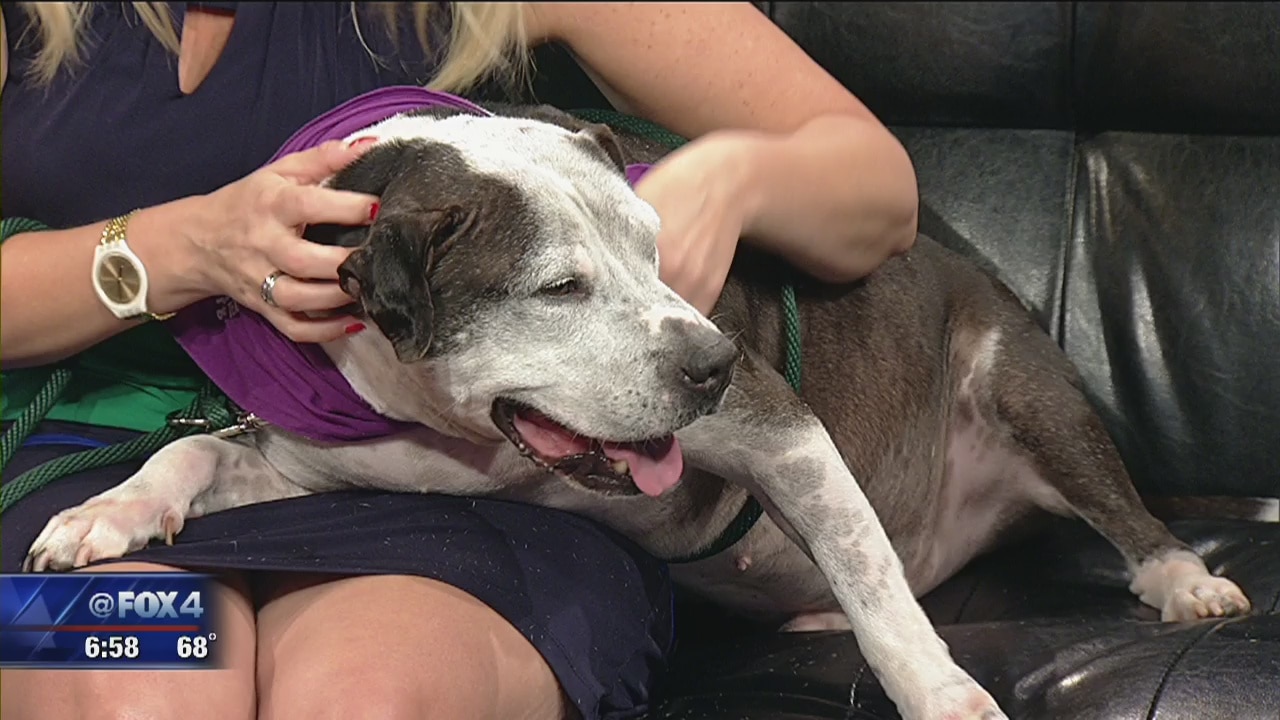 Dog of the Day: Tater